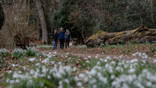 Three visitors with a dog walking along a path in East Wood at Wallington, Northumberland during snowdrop season